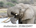 African Elephant (Loxodonta africana) bull drinking water from lake Masek, Ngorongoro Conservation Area, Tanzania, Africa.