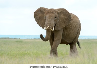 African elephant (Loxodonta africana) bull walking on savanna, smelling and looking at camera, Amboseli national park, Kenya.