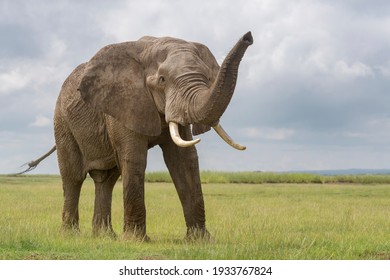 African elephant (Loxodonta africana) bull standing on savanna, smelling with trunk up, Amboseli national park, Kenya.