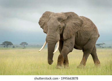 African elephant (Loxodonta africana) bull walking on savanna, looking at camera, Amboseli national park, Kenya. - Powered by Shutterstock