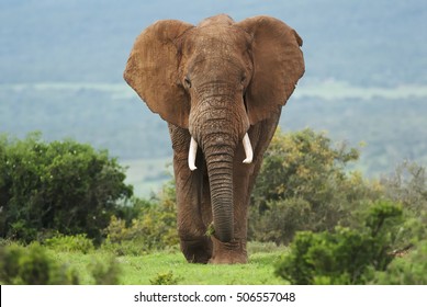 African Elephant, Loxodonta africana, bull, male,  Addo Elephant Park, South Africa
