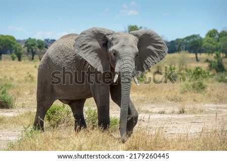 African Elephant (Loxodonta africana) bull walking on savanna, looking at camera, Ngorongoro conservation area, Tanzania.