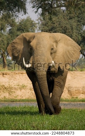 Similar – elephant in Aberdare National Park, Kenya