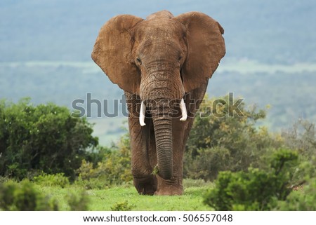 African Elephant, Loxodonta africana, bull, male,  Addo Elephant Park, South Africa