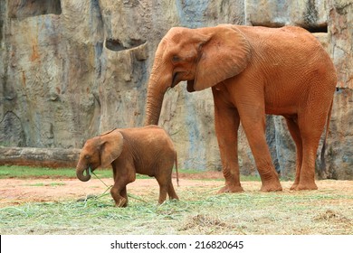 African Elephant (Loxodonta Africana), Cute Elephant family in Korat Zoo, Nakorn Ratchasima Province, Thailand
