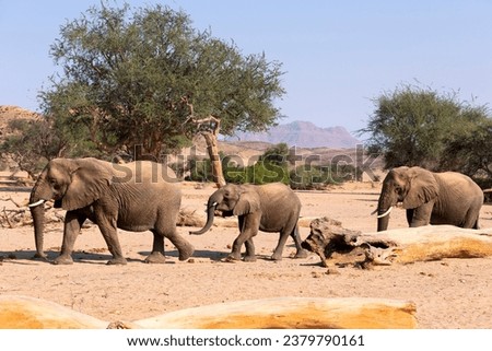 African Elephant (Loxodonta africana), desert-adapted elephant mother with calf, walking in dried riverbed, Hoanib desert, Kaokoland, Namibia.