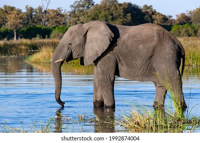 African Elephant (Loxodonta africana) drinking at a waterhole in the Savuti region of northern Botswana, Africa.