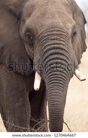 African Elephant (Loxodonta africana), eating,  Kruger National Park, South Africa