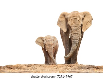 African elephant (Loxodonta africana) family on a white background. 