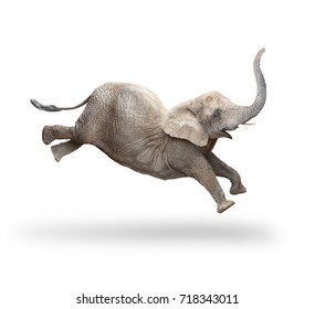 African Elephant - Loxodonta Africana Female Running And Jumping.  Animals Isolated On White Background.