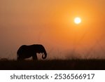 African elephant (Loxodonta africana) grazing in the savannah at dawn with the rising sun in the background, Maasai Mara, Kenya