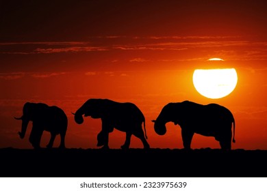 African Elephant, loxodonta africana, Group at Sunset, Moremi Reserve, Okavango Delta in Botswana