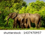 African elephant (Loxodonta africana) herd in Majete National Park, Malawi.