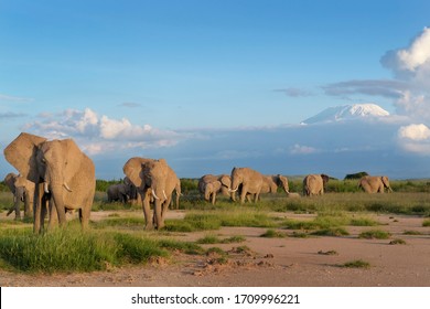African Elephant (Loxodonta Africana) Herd Foraging In Front Of Mount Kilimanjaro, Amboseli National Park, Kenya.