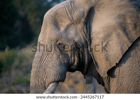 African Elephant (Loxodonta africana), Kruger National Park, South Africa, Africa