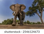 African elephant -loxodonta africana- in the madikwe game preserve, south africa- south africa