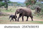 African elephant -loxodonta africana- in the madikwe game preserve, south africa- south africa