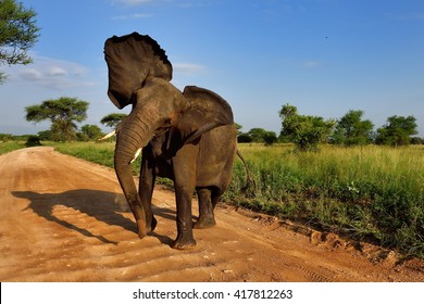 African Elephant (Loxodonta Africana) in natural park