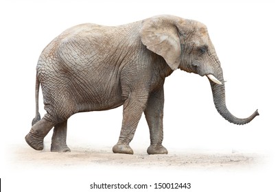 African elephant (Loxodonta africana) on a white background. 
