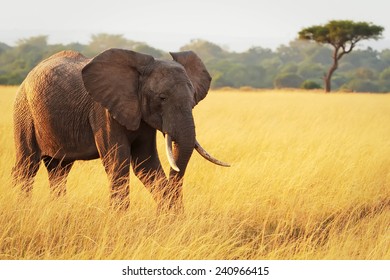 An African Elephant (Loxodonta africana) on the Masai Mara National Reserve safari in southwestern Kenya.
