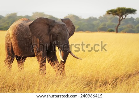An African Elephant (Loxodonta africana) on the Masai Mara National Reserve safari in southwestern Kenya.