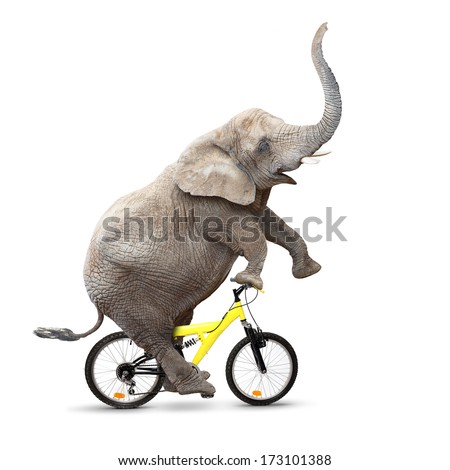 African elephant (Loxodonta africana) riding a bike.