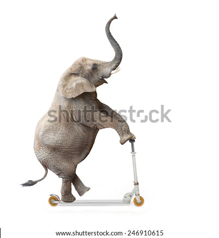 African elephant (Loxodonta africana) riding a push scooter. 
