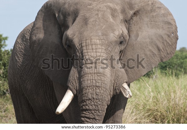 African Elephant Loxodonta Africana South Africa Stock Photo Edit Now 95273386 shutterstock