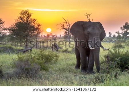 African Elephant (Loxodonta africana)  walking in bushveld in early morning sun in Kruger national park South Africa