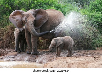 African elephant mother and baby cooling off at a water hole