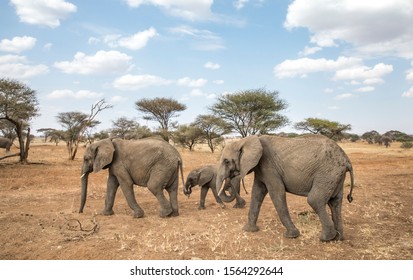african elephant in a nature reserve in Tanzania