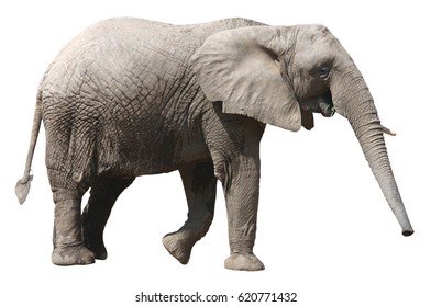 African Elephant On White Background Stock Photo 620771432 | Shutterstock