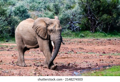 African Elephant In The Pilanesberg Nature Reserve, South Africa.