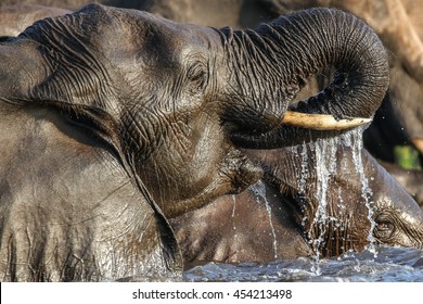 African elephant playing and drinking water in river, Botswana