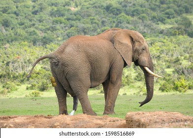 Elephant Poop Images Stock Photos Vectors Shutterstock