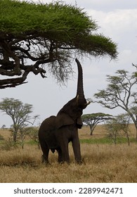 African elephant reaching up to feed from tree with vertical trunk