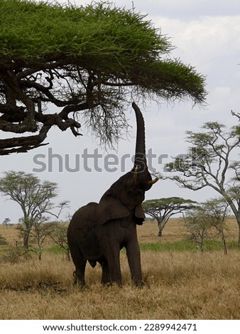 African elephant reaching up to feed from tree with vertical trunk