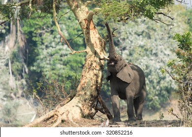 An African Elephant Reaching For The Leaves Of A Fever Tree