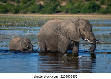 African Elephant In River Followed By Calf