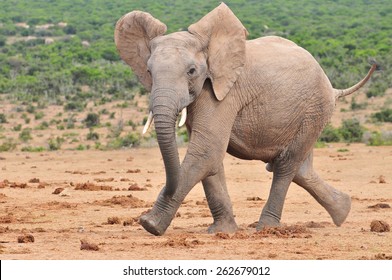 African Elephant Running