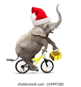 African elephant with santa's cap riding a bike. Christmas gifts for all. 
