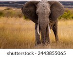 African elephant in the savannah