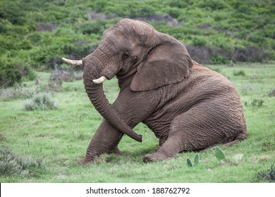 Elephant Sitting Images, Stock Photos & Vectors | Shutterstock