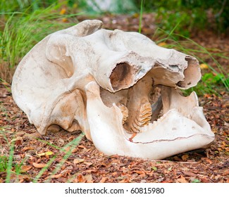 African Elephant Skull