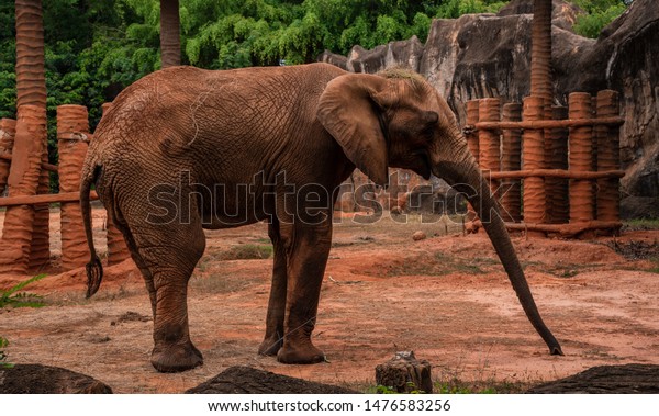 African elephant
standing, African elephants
