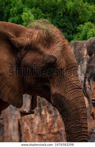 African elephant\
standing, African elephants\
