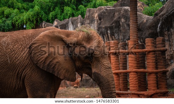 African elephant\
standing, African elephants\
