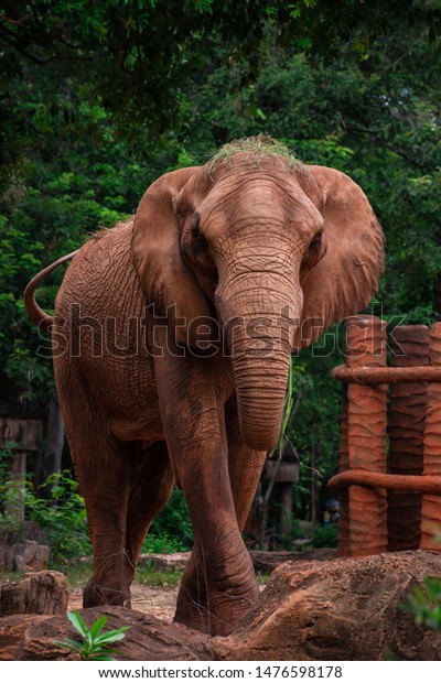 African elephant\
standing, African\
elephants