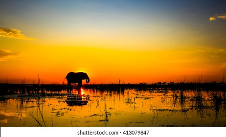 African elephant standing in river at sunset