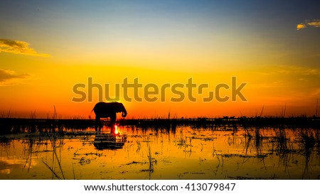 African elephant standing in river at sunset